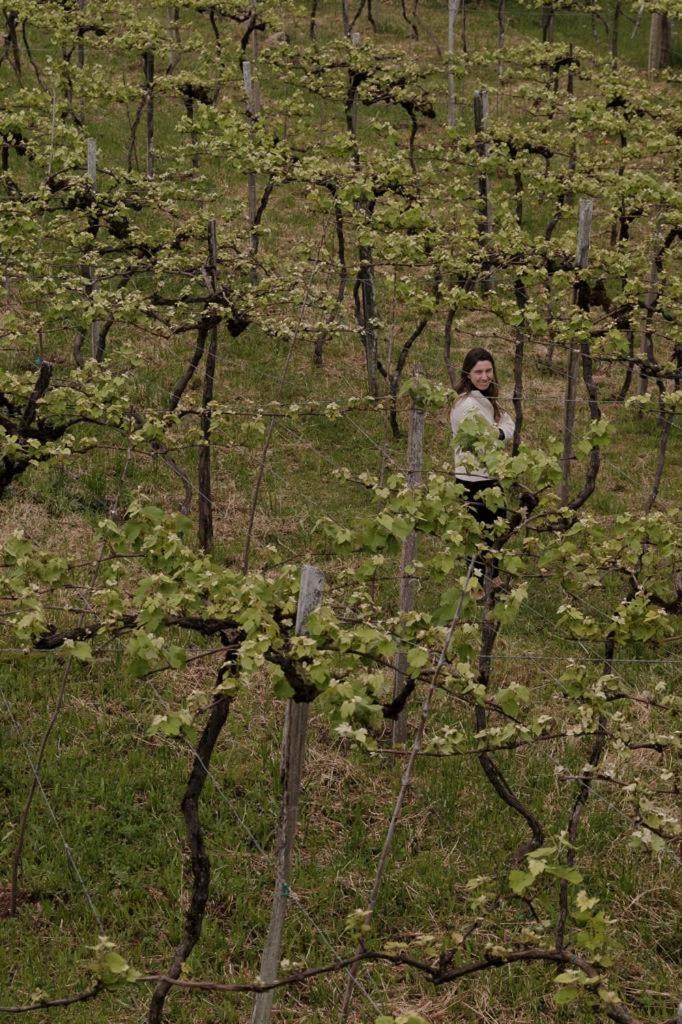 Vinsanto